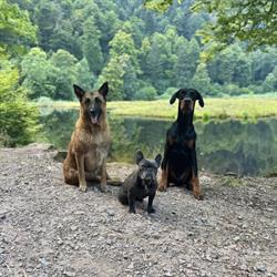 Éducation canine Dogs&Puppies, Roeschwoog - Horaires d'ouverture