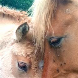 Ecurie Anthemis Centre Equestre, Martainville - Horaires d'ouverture