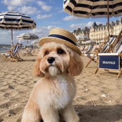 Deauville Toilettage Dog Harmony - Horaires d'ouverture