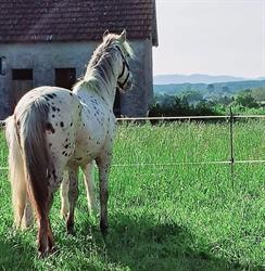 Domaine équestre du Nivernais, Alluy - Horaires d'ouverture
