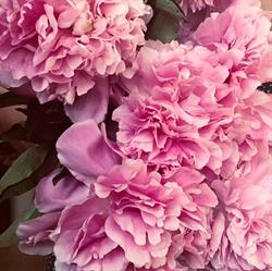 Comptoir des Roses, Bellegarde - Horaires d'ouverture