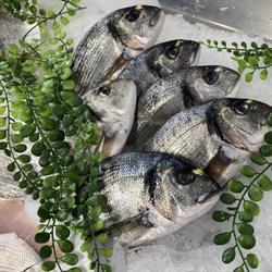 Passion Poisson, Foix - Horaires d'ouverture