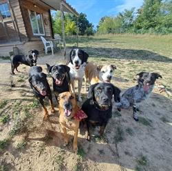 Peace and Dog's - 26, Loriol-sur-Drôme - Horaires d'ouverture