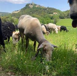 La Bergerie des Près, Clansayes - Horaires d'ouverture