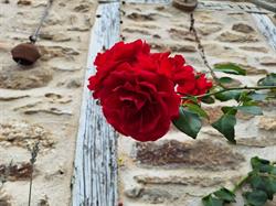 Six Rosiers, Cussac - Horaires d'ouverture