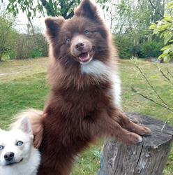 Dog's récré, Vieillevigne - Horaires d'ouverture