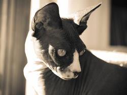Les chambres des chats malicieux, Cajarc - Horaires d'ouverture