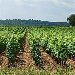 Domaine Stéphane Murat, Nuits-Saint-Georges - Horaires d'ouverture
