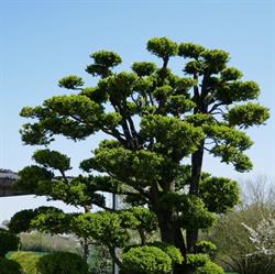Taï et Jardins, Le Pin - Horaires d'ouverture