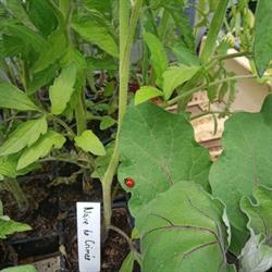 Au Jardin des Sables, Marmande - Horaires d'ouverture
