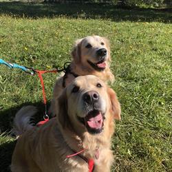 Pension Canine Tanguy, Rousson - Horaires d'ouverture
