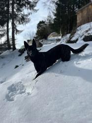 Cani Happy, La Versanne - Horaires d'ouverture