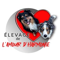 Elevage de berger Australien de l'Amour d'Harmonie, Champlitte - Horaires d'ouverture