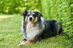 Canin'stitut Chagny - Horaires d'ouverture