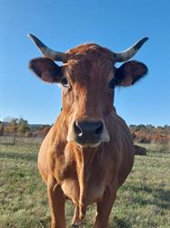 Les vaches de Mazaugues, - Horaires d'ouverture