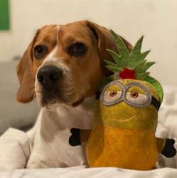 Coupe dog, Carvin - Horaires d'ouverture