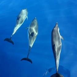 Observation dauphins Nage Animaux Marins Bateau Annett, Mandelieu-la-Napoule - Horaires d'ouverture