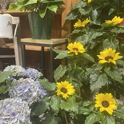 Le Chant des Fleurs, Elven - Horaires d'ouverture