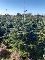 Breizh Sapins de Noël, Vern-sur-Seiche - Horaires d'ouverture