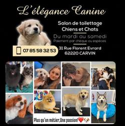 L'élégance canine Carvin, - Horaires d'ouverture