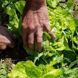 D'hier et dici légumes bio, Angoulins - Horaires d'ouverture