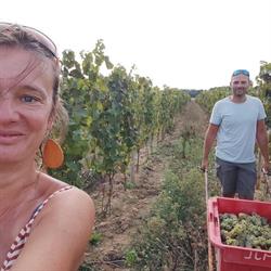 Le vignoble de Rhuys - Dantelezh / Sarzeau, - Horaires d'ouverture