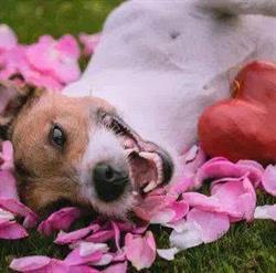 happydogs toilettage Grièges - Horaires d'ouverture