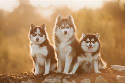 Elevage de Pomsky - Youl'show, Bulat-Pestivien - Horaires d'ouverture