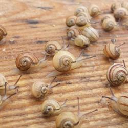 Les Escargots de Cocagne, Montmirey-la-Ville - Horaires d'ouverture