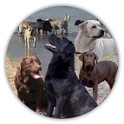 LES LABRADORS DE SILVER SWANN - 40550, Léon - Horaires d'ouverture