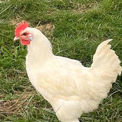 La ferme du coing, Montrevel-en-Bresse - Horaires d'ouverture