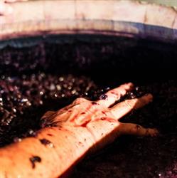 Clos de Château Sec, Mombrier - Horaires d'ouverture