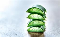 Mon P'ti Aloe, Le Moule - Horaires d'ouverture