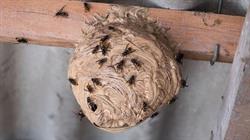 Anti Nuisible 2.0, Soucieu-en-Jarrest - Horaires d'ouverture