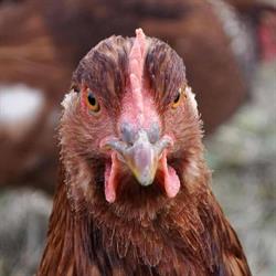 La Poule Perchée, Cardeilhac - Horaires d'ouverture