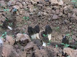 France Morilles, Bordeaux - Horaires d'ouverture