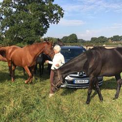 Haras d'Ecouves, Boucé - Horaires d'ouverture