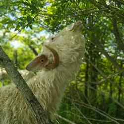 Ferme Horizon Mohair, Saint-Projet - Horaires d'ouverture