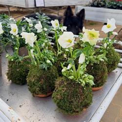 Noé Production-Horticulture ARCHE BLANCHE D'ADAM, Theuville-aux-Maillots - Horaires d'ouverture