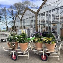 Noé Production-Horticulture ARCHE BLANCHE D'ADAM, Theuville-aux-Maillots - Horaires d'ouverture