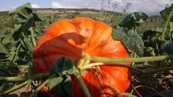 Les jardins du mont Rome, Saint-Sernin-du-Plain - Horaires d'ouverture