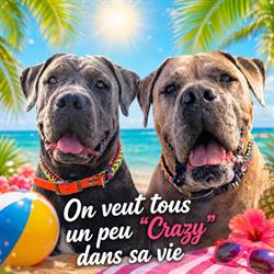 CrazyDogMom & Sushi, Le Fauga - Horaires d'ouverture