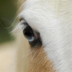 Les cavaliers de Pelipa, L'Isle-Jourdain - Horaires d'ouverture
