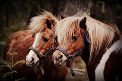 Poney Club Zaldi Tikia, Grenade-sur-l'Adour - Horaires d'ouverture