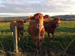 Vente directe de viande Limousine, Saint-Germain-des-Champs - Horaires d'ouverture