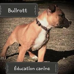 bullrott éducation canine, Gujan-Mestras - Horaires d'ouverture