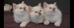 Chatterie des pachas de Birmanie, Agde - Horaires d'ouverture