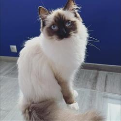 Chatterie élevage Ragdoll du Clos des Divas à Reims, - Horaires d'ouverture