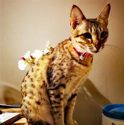 elevage familliale de chat savannah spotted cat, Houlle - Horaires d'ouverture