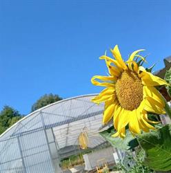 O Bon Plant, Manzac-sur-Vern - Horaires d'ouverture